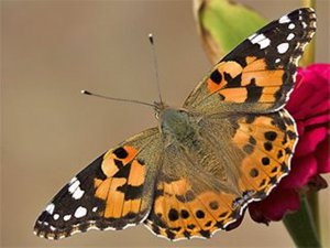 Aksaray'da görülen “Vanessa” diken kelebeği zararsızdır