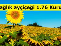 Yağlık ayçiçeği 1.76 Kuruş