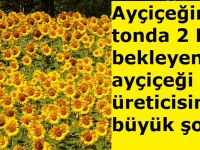 Ayçiçeği üreticisine fiyat şoku!