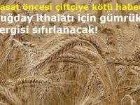 Hasat öncesi çiftçiye kötü haber! Buğday ithalatı için gümrük vergisi sıfırlanacak!