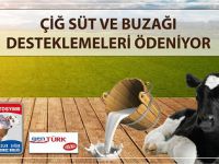 Çiğ süt ve buzağı destekleri ödeniyor! Listede Aksaray yok