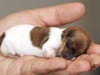 İnsafsızlığın bu kadarına da pes! Yeni doğmuş köpek yavrularını ölüme terk ettiler