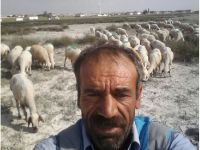 Şimdi kırkım zamanı! Yünün yüzüne bakan yok