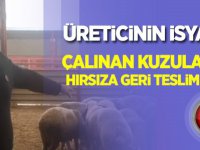 Kuzuları hırsızlara geri teslim eden Veteriner Hekimi'nin isyanı!