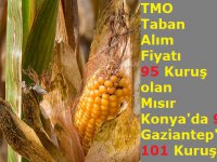TMO Taban Alım Fiyatı 95 Kuruş olan Mısır Konya'da 91, Gaziantep'te 101 Kuruş