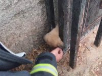 Kafası kapı arasına sıkışan köpek itfaiye tarafından kurtarıldı