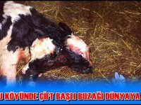 Aksaray'da çiftbaşlı buzağı dünyaya geldi