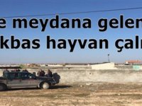 Eskil'de 5 büyükbaş hayvan çalındı