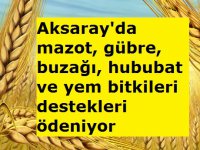 Aksaray'da mazot, gübre, buzağı, hububat ve yem bitkileri destekleri ödeniyor