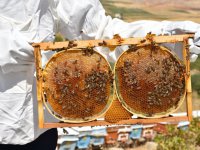 Arıların Mucizeleri