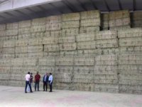 Yonca ihracatı başladı