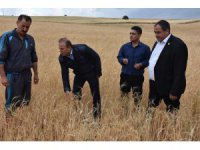 Aksaray’da dolu tarım arazilerine zarar verdi