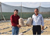 Anadolu’nun meşhur tarhanasından cips