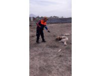Boğazına ip dolanan ve saldırganlaşan köpek AFAD ekiplerince kurtarıldı