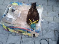 Cihanbeyli'de gözü kapatılan şahin, güvercin ve tuzaklı ava 20 bin lira ceza