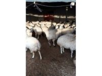 Ereğli’de ağıldan koyun hırsızlığı