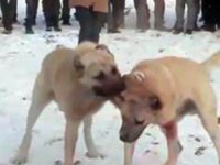 Konya’da ormanda köpek dövüştüren ve bahis oynayan 17 kişiye para cezası