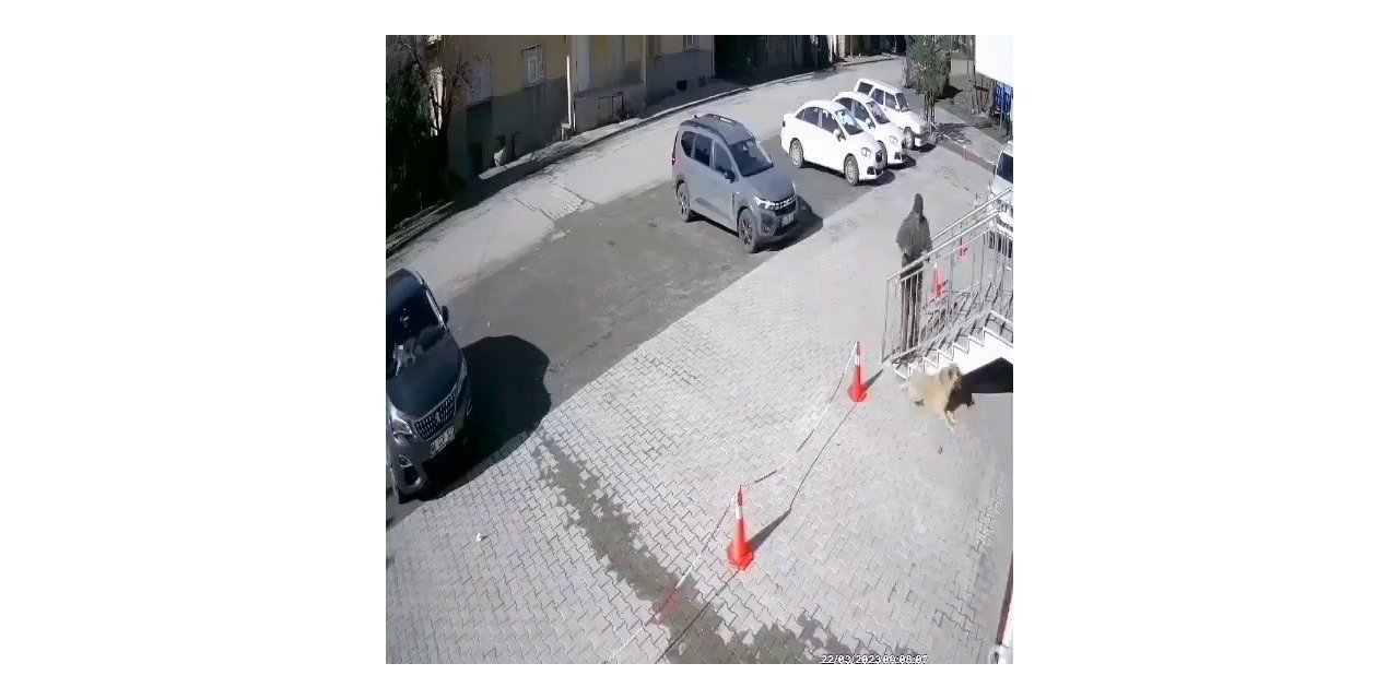 Uyuyan köpeğe taş attı, o anlar güvenlik kamerasına yansıdı