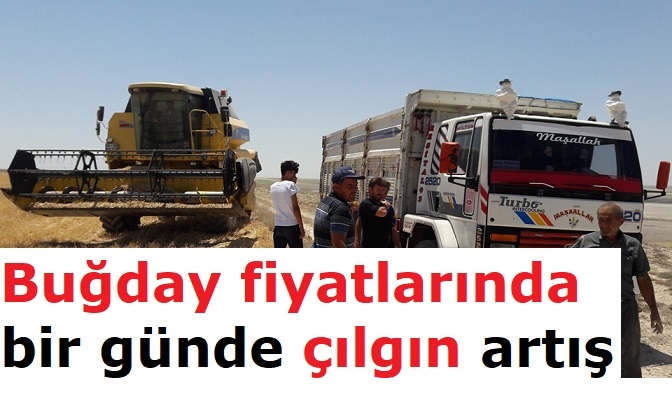 Buğday fiyatlarında çılgın artış gerçekleşti