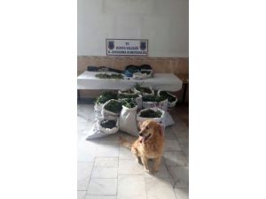 Akşehir’de uyuşturucu operasyonu