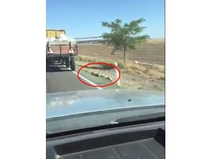İple römorka bağlanan köpek metrelerce sürüklendi
