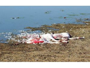Ereğli Akgöl’de Flamingolar Vurulmuş ve Parçalanmış Halde Bulundu