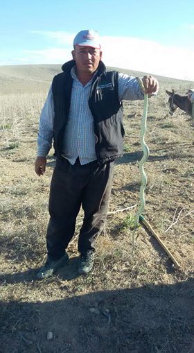 Eskilli çobandan çağrı, "Yılanları öldürmeyelim"