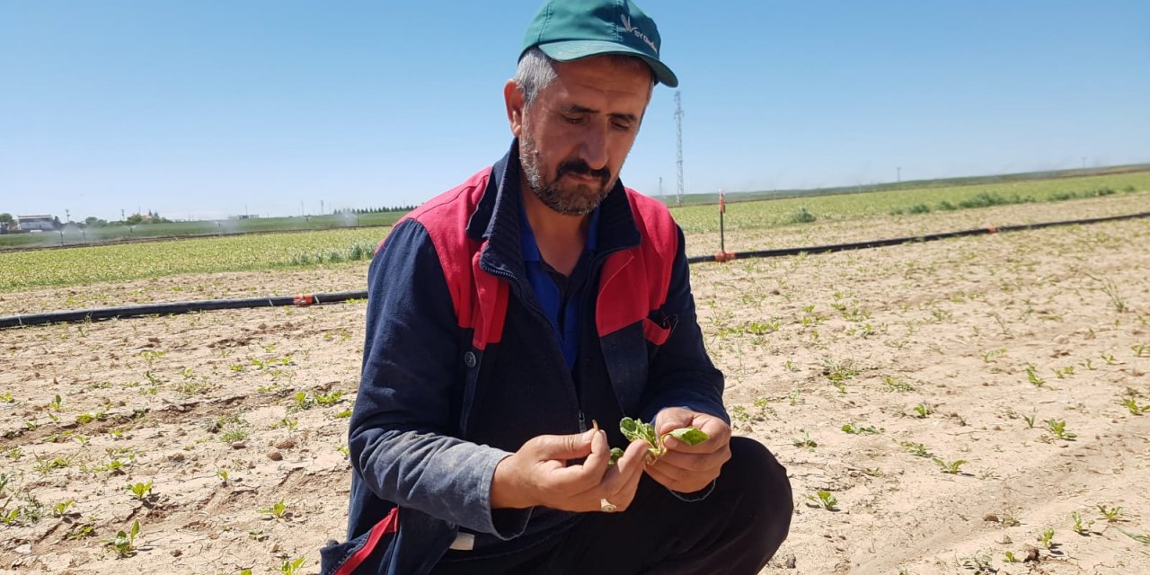 Pancar üreticisine önemli pas hastalığı uyarısı, "Tarlanızı mutlaka kontrol edin"