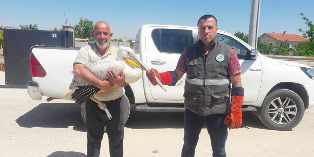 Konya’da yarılı pelikan koruma altına alındı