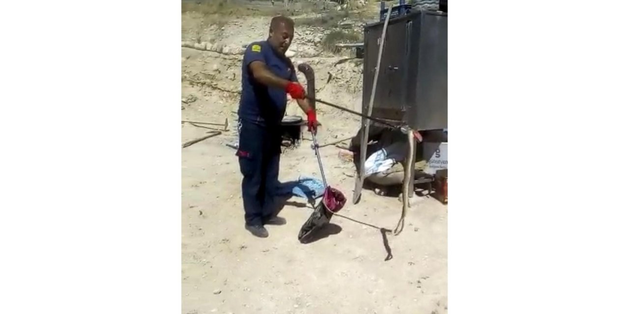 Ereğli’de görülen yılan korkuya neden oldu
