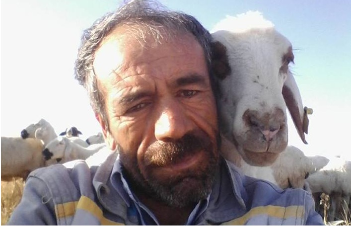 Koyunculuk yapacak vatandaşa faizsiz 100 Bin TL hibe