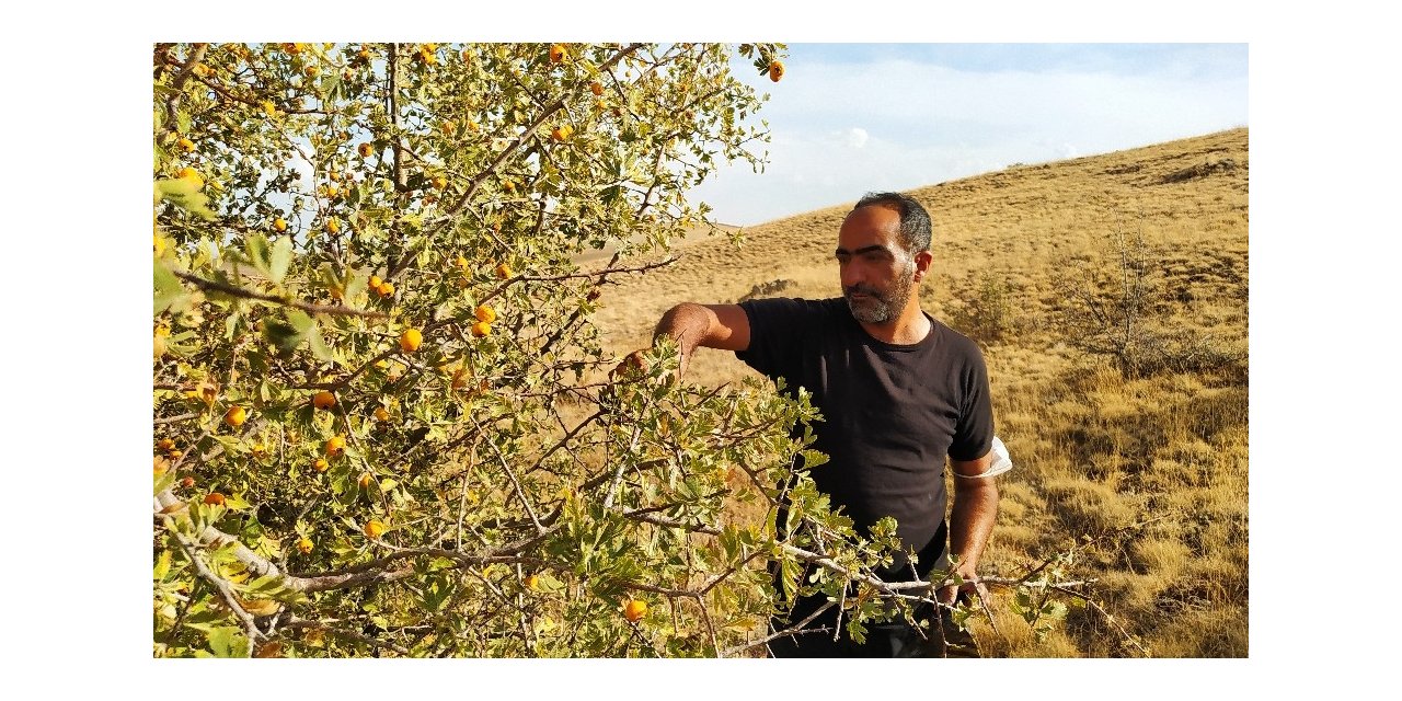 Yunak’ta alıç toplanmaya devam ediyor