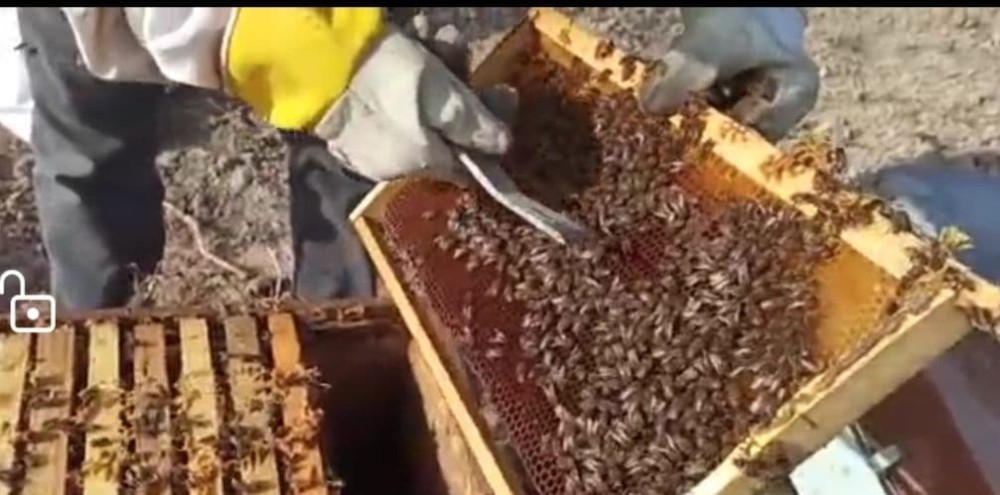Mevsim Normalleri Üzerindeki Hava Sıcaklıkları Bal Üreticilerini Endişelendirdi