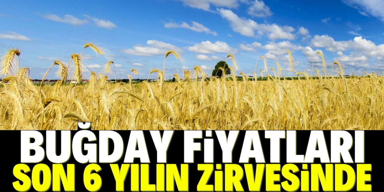 Buğday fiyatları artan taleple birlikte 6 yılın zirvesine çıktı!