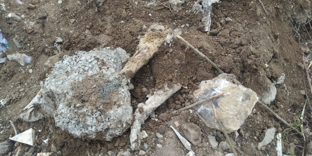 Başkent’te köpek katliamı