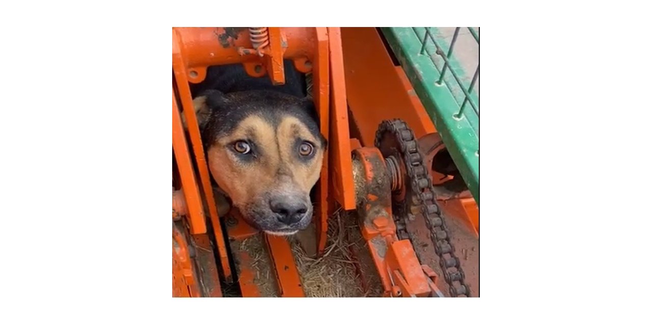 kafası sallanan köpek