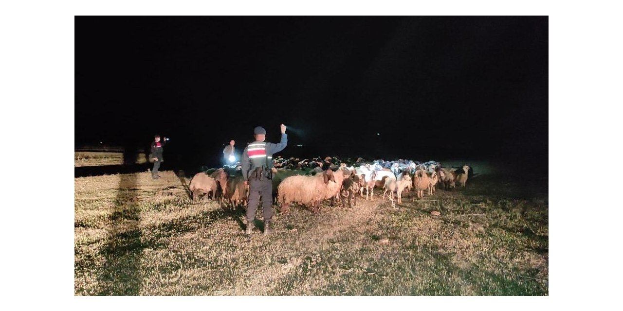 Kayıp koyunları jandarma buldu