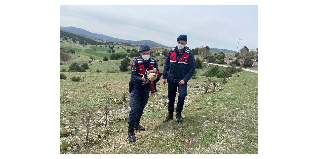 Jandarmanın bulduğu yaralı kızıl şahin tedavi altına alındı