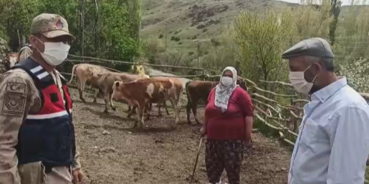 Kaybolan sürüyü jandarma buldu
