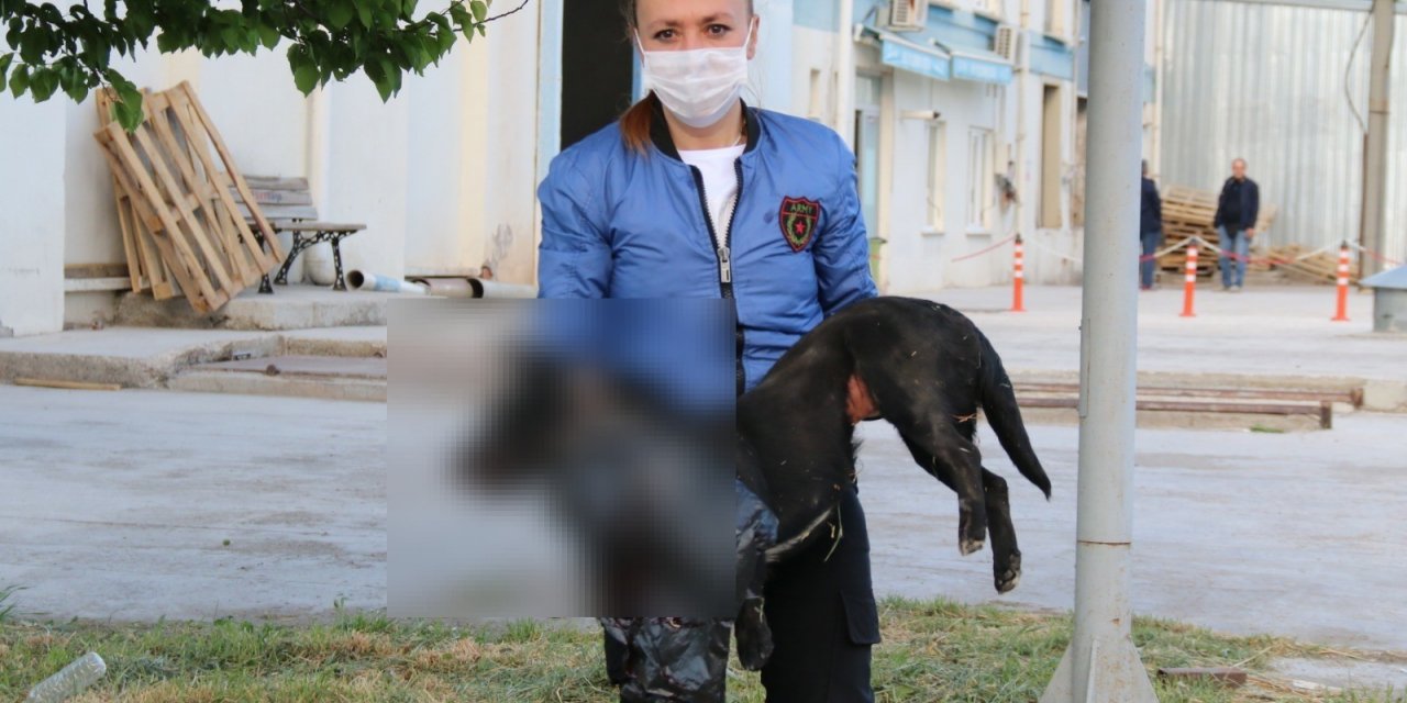 Engelli köpeği ezdi, hiçbir şey olmamış gibi yola devam etti