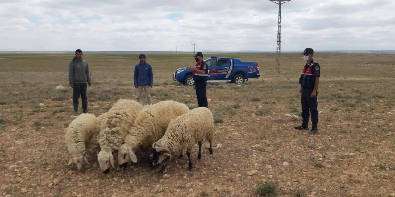 Jandarma kayıp koyunları drone ile buldu