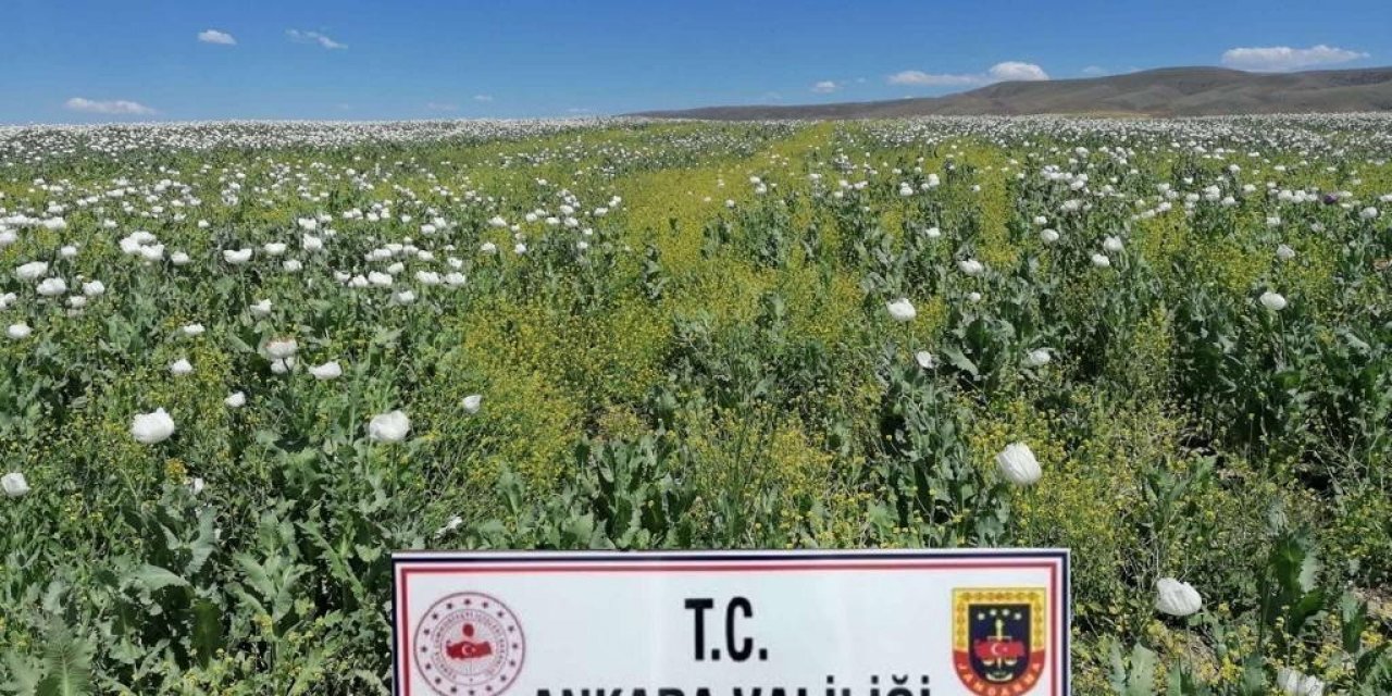 Başkent’te ekiminin izinsiz yapıldığı tespit edilen 218 bin 253 kök haşhaş bitkisi imha edildi