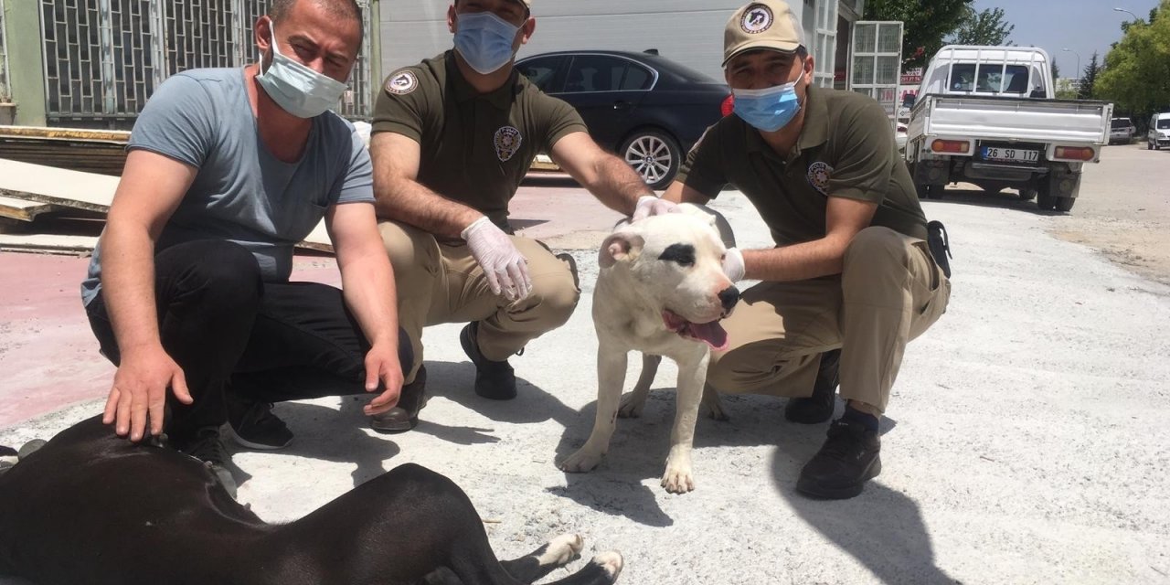 Köpek çaldığı iddia edilen 3 kişi gözaltına alındı