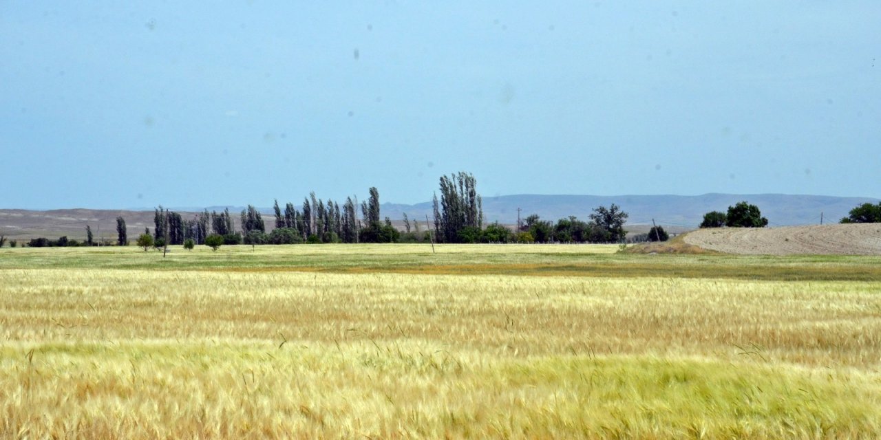 Kuraklıktan ekinler 1,5 ay önce sarardı