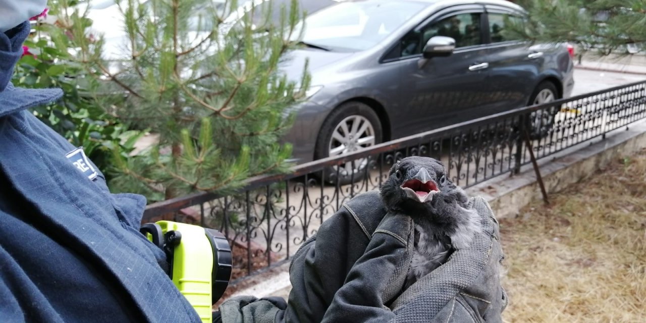 Yuvasından düşen kargayı itfaiye ekipleri kurtardı