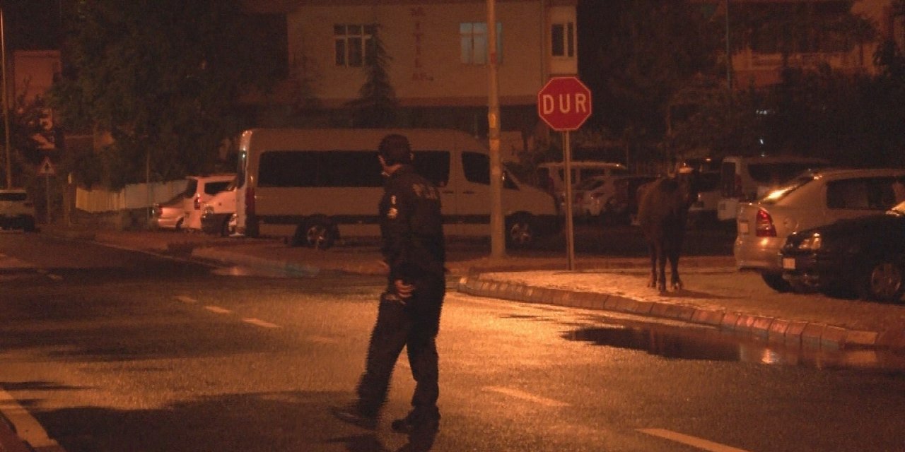 Kayseri’de başıboş ’camız’ vatandaşlara ve ekiplere zor anlar yaşattı