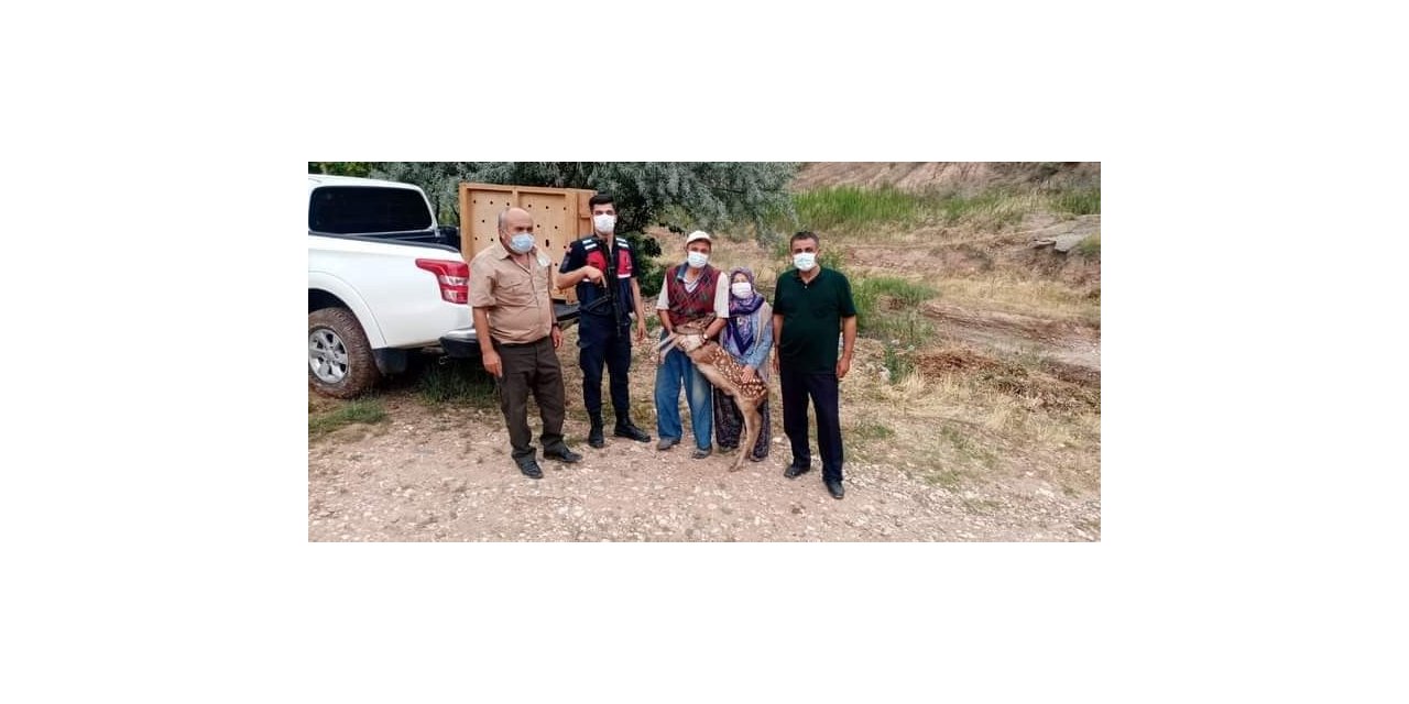 Nallıhan’da yavru ceylan köpeklerin elinden son anda kurtarıldı