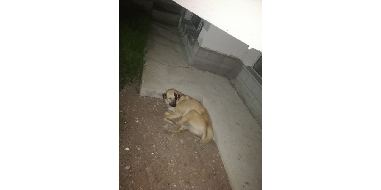 Başkent’te kafasına sallama darbesi aldığı iddia edilen köpek gözünü kaybetti