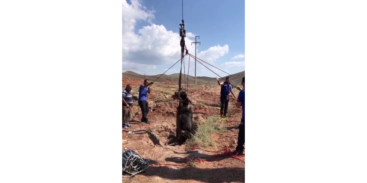 Kuyuya düşen manda AFAD tarafından kurtarıldı