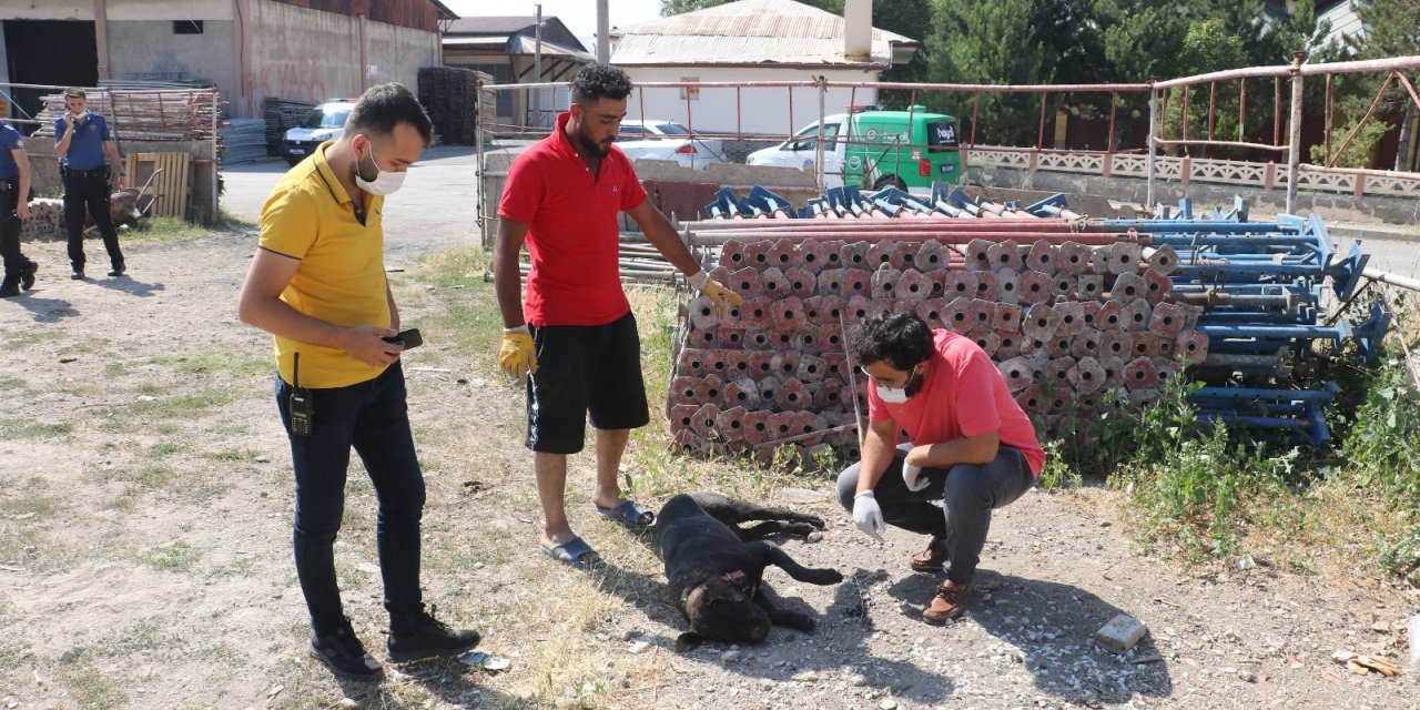 Kiraz tüfekle vurularak öldürüldü